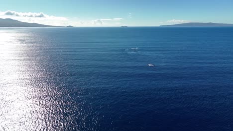 Whale-Watching-In-The-Hawaiian-Islands.-4K-Aerial