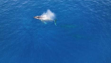 Ballenas-Jorobadas-En-El-Oeste-De-Maui