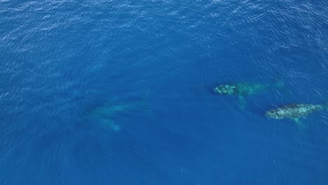 Buckelwale-Genießen-Die-Warmen-Tropischen-Gewässer-Von-Hawaii-Nach-Ihrer-Langen-Und-Beschwerlichen-Wanderung-Von-Alaska