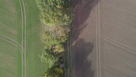 Top-ascending-view-drone-footage-of-country-road-and-tree-with-autumn-colors-taken-at-place-called-Uetz-in-Brandenburg,-Germany
