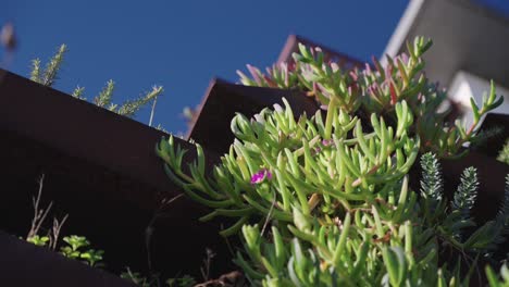 Green-beautiful-pot-plants-on-the-balcony-of-a-modern-villa