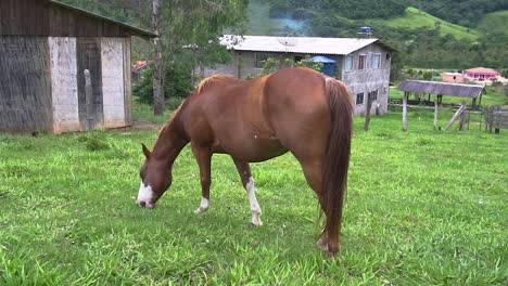 A-horse-in-open-field-eating-grassu-during-the-summer-in-brazil