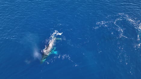 Ballenas-Jorobadas-Mostrando-Comportamientos-De-Cortejo-Romántico-En-Los-Criaderos-Hawaianos-Del-Oeste-De-Maui