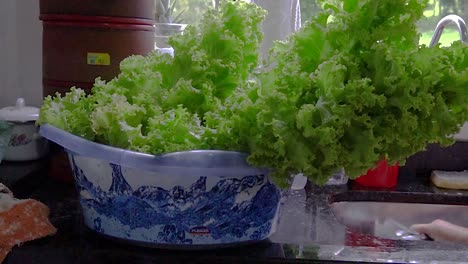 Lettuce-is-low-in-calories,-high-in-fiber-and-vitamins,-and-provides-a-variety-of-health-benefits,-including-aiding-digestion-and-reducing-the-risk-of-certain-diseases