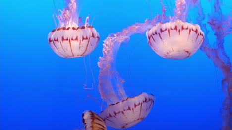 Lila-Gestreifte-Gelees,-Die-Im-Monterey-Bay-Aquarium-Schwimmen