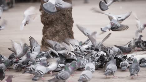 Flock-of-pigeons-trying-to-eat-in-urban-street,-slow-moiton-view