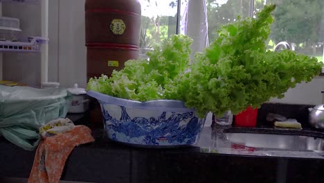 Lettuce-is-a-type-of-leafy-green-vegetable-that-is-widely-cultivated-and-consumed-around-the-world
