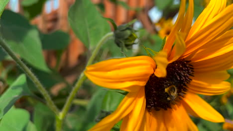 Bumblebee-on-a-sunflower-close-up-macro