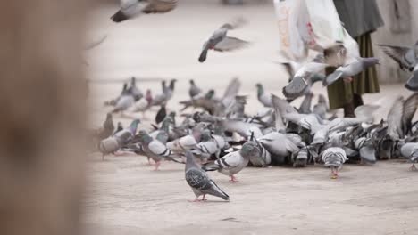 Bunch-of-pigeons-fight-for-food-in-street-of-Barcelona,-slow-motion-view