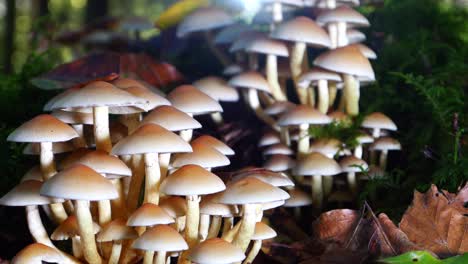 Slow-panning-shot-of-brown-mushroom-group-growing-on-in-forest-landscape,close-up