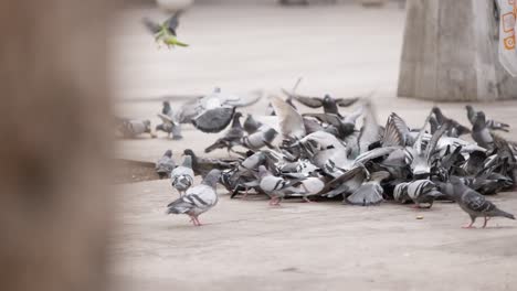 Slow-motion-view-of-pigeons-fight-for-food-in-Barcelona-streets