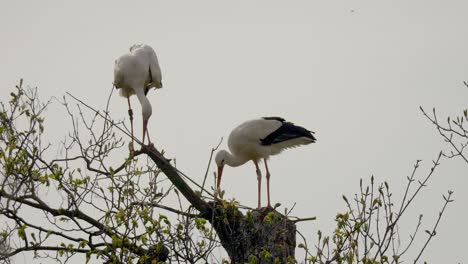 Close-up-shot-of-two-storks-sitting-on-treetop-against-cloudy-sky,slow-motion