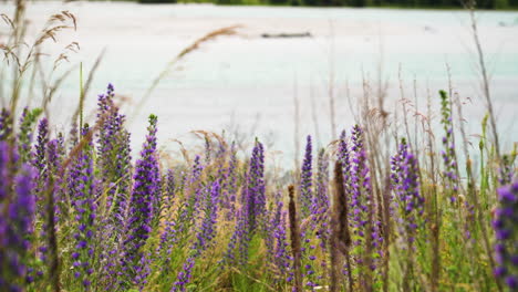 Lavendelfeld-Im-Wind,-Schöne-Blumenlandschaft