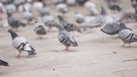 Flock-of-pigeon-stroll-slowly-on-urban-street,-slow-motion-view