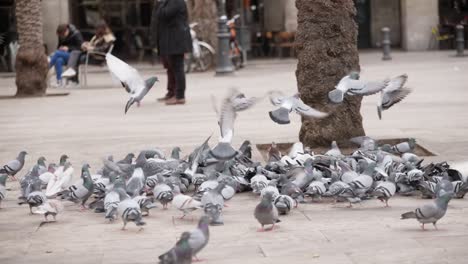 Pigeons-gather-near-tree-in-Barcelona-square,-slow-motion-view