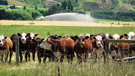 Herd-of-bulls-on-farm-with-automatic-field-sprinkler-in-background