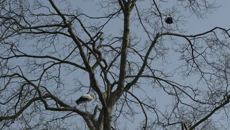 Bottom-up-shot-of-two-storks-perched-on-branch-of-leafless-tree-against-blue-sky-in-autumn