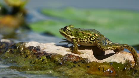 Super-slow-motion-of-wild-Frog-moving-on-outstanding-rock-of-lake-during-sunny-day,close-up