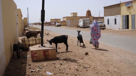 Ziegen-Und-Afrikanische-Frau-An-Der-Straße-In-Einem-Vorort-Von-Nouakchott,-Mauretanien