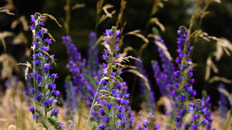 Vibrant-purple-Blueweed-wild-flowers-sway-in-breeze-in-meadow
