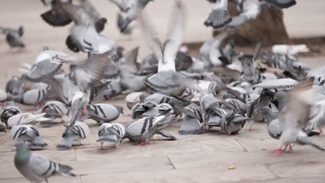 Flock-of-pigeon-walk-and-fight-for-food-in-urban-street,-slow-motion-view