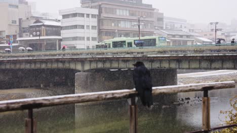 Puente-Kamogawa-En-La-Nieve,-Cuervo-Japonés-Resguardándose-Del-Frío-Invierno