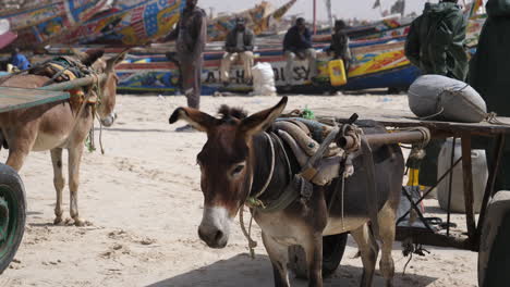 Harnessed-Donkeys-With-Carts,-People-and-Fishing-Boats-on-Beach-at-Mauritanian-Oceanside