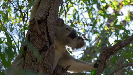 Süßer-Koalabär,-Der-Auf-Einem-Baum-Sitzt