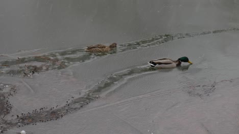 Wild-Ducks-Break-Thin-Ice-With-Beak,-Mallards-On-Lake-In-Winter