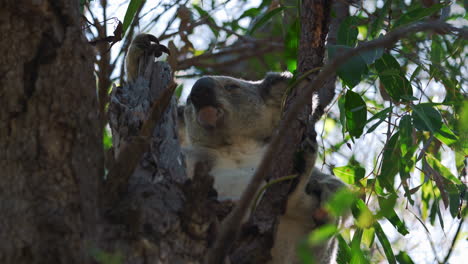 Cute-koala-bear-sitting,-eating-and-sleeping-on-a-tree