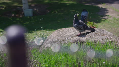 Pigeon-sitting-alone-on-rock-between-park-trees,-flying-away-searching-for-food