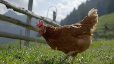 Free-range-organic-chicken-hen-roaming-freely-on-outdoor-farm-grass-field,-slow-motion