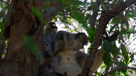 Süßer-Koalabär,-Der-Auf-Einem-Baum-Isst-Und-Sitzt