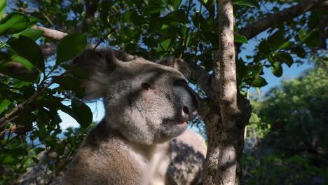 Oso-Koala-En-Primer-Plano-De-Un-árbol