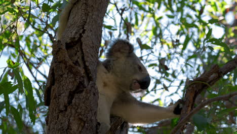 Koala-bear-climbing-and-sitting-on-a-tree