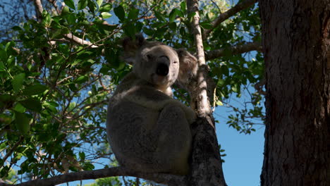 Oso-Koala-En-Un-árbol