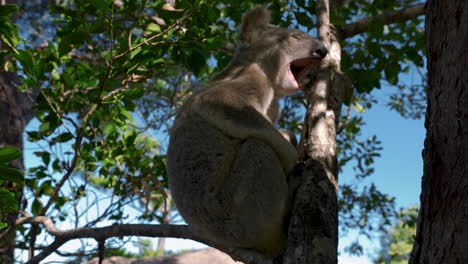 Lindo-Oso-Koala-Sentado-En-Un-árbol