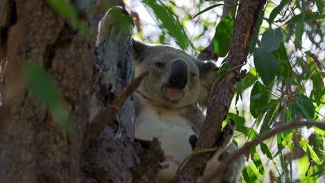 Lindo-Oso-Koala-Comiendo,-Sentado-Y-Durmiendo-En-Un-árbol