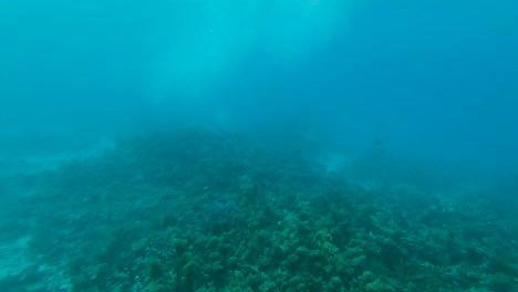 Vista-Submarina-Del-Arrecife-De-Coral