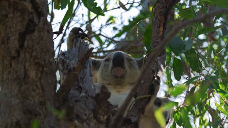 Cute-koala-bear-sitting-on-a-tree