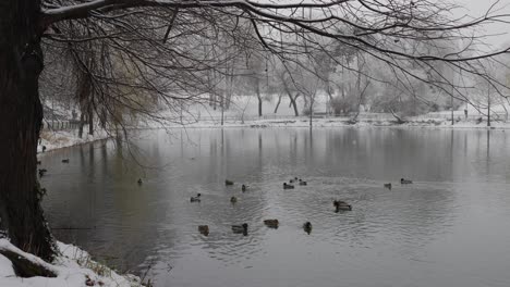 Mallards-On-Lake-In-Winter