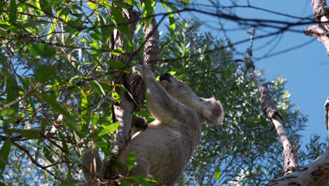Süßer-Koalabär,-Der-Auf-Einem-Baum-Klettert-Und-Sitzt