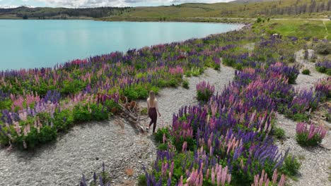 Attractive-woman-walks-through-famous-Lupin-flower-field-on-shore-of-Lake-Pukaki