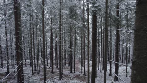Moving-backward-a-dense-pine-tree-forest-covered-in-snow