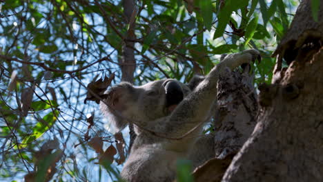 Süßer-Koalabär,-Der-Auf-Einem-Baum-Isst-Und-Sitzt