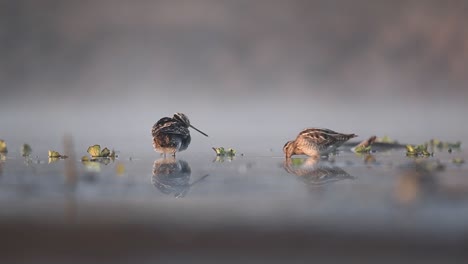 Common-Snipe-In-The-Search-For-Food-In-The-Shallow-Water,-Gallinago-Gallinago
