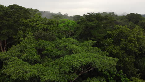 Rainforests-in-amazon,-aerial-drone-shot-in-close-up