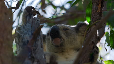 Süßer-Koalabär,-Der-Auf-Einem-Baum-Sitzt
