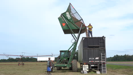 Olar,-South-Carolina---September-16,-2020:-Dumping-a-loaded-basket-cart-of-peanuts-into-a-tractor-trailer-in-the-peanut-field-in-South-Carolina