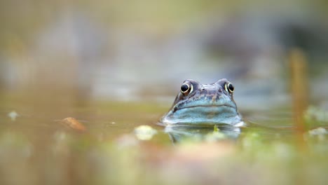 European-common-frog-in-a-pond-in-Oxford,-UK,-pumping-throat